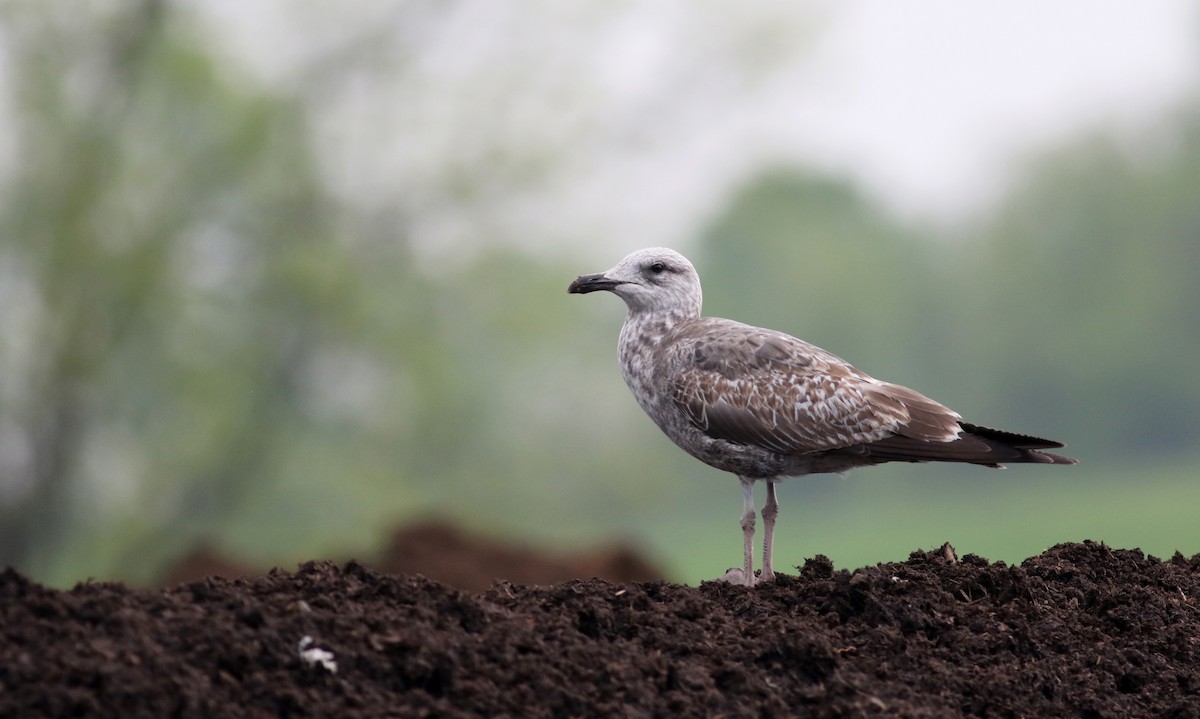 Lesser Black-backed Gull - ML43417871