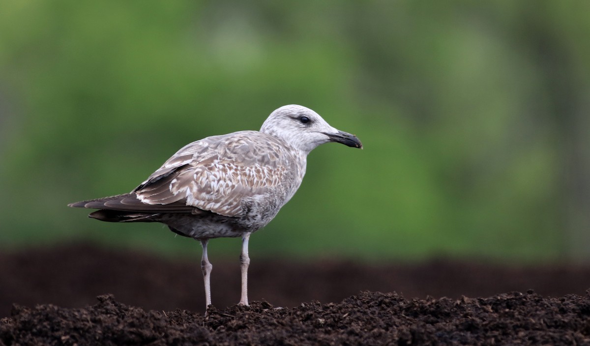 Lesser Black-backed Gull - ML43417911