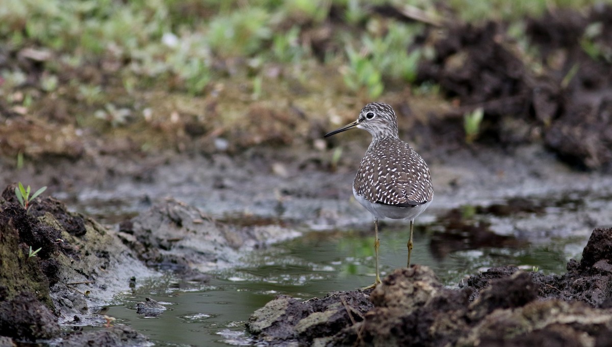 Solitary Sandpiper - Jay McGowan