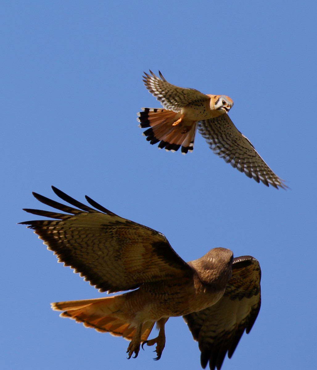 American Kestrel - ML434181041