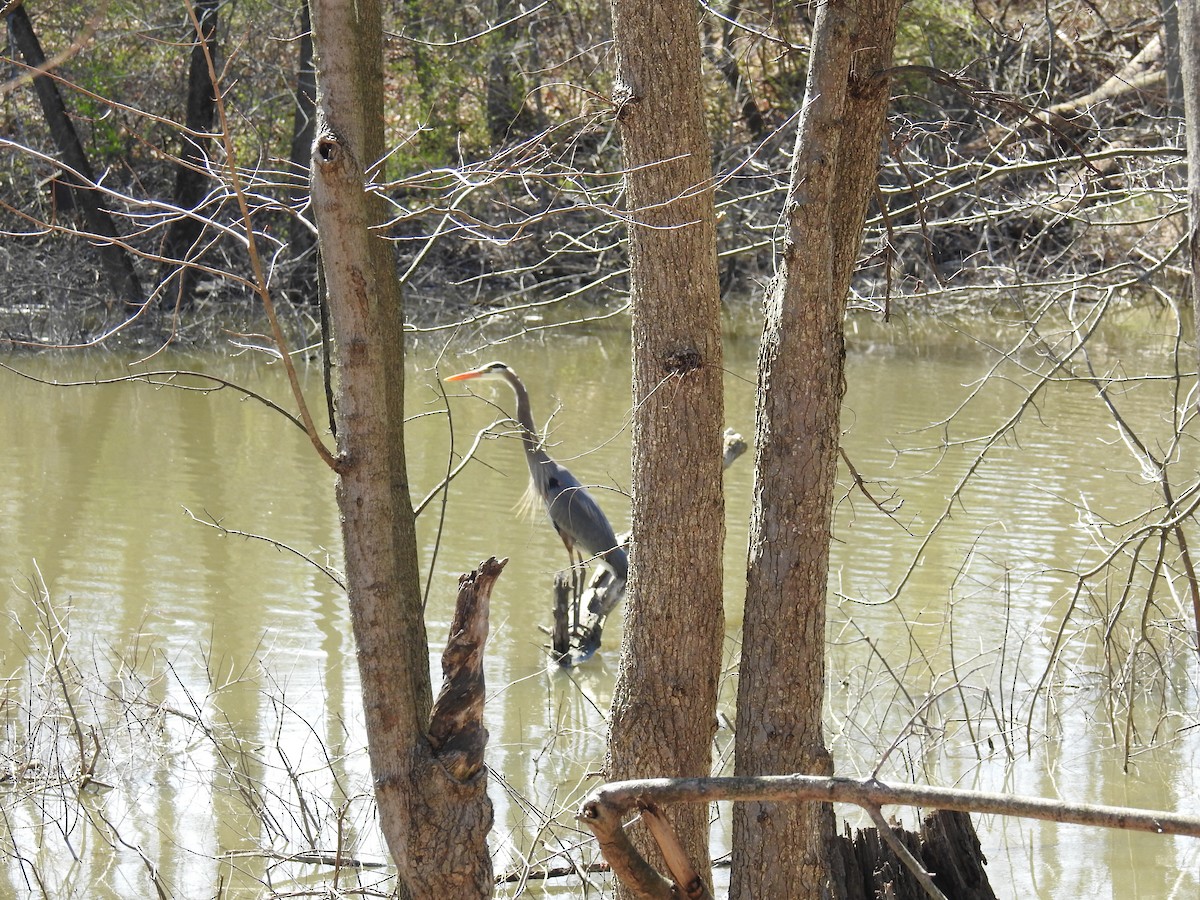 Great Blue Heron - ML434181101