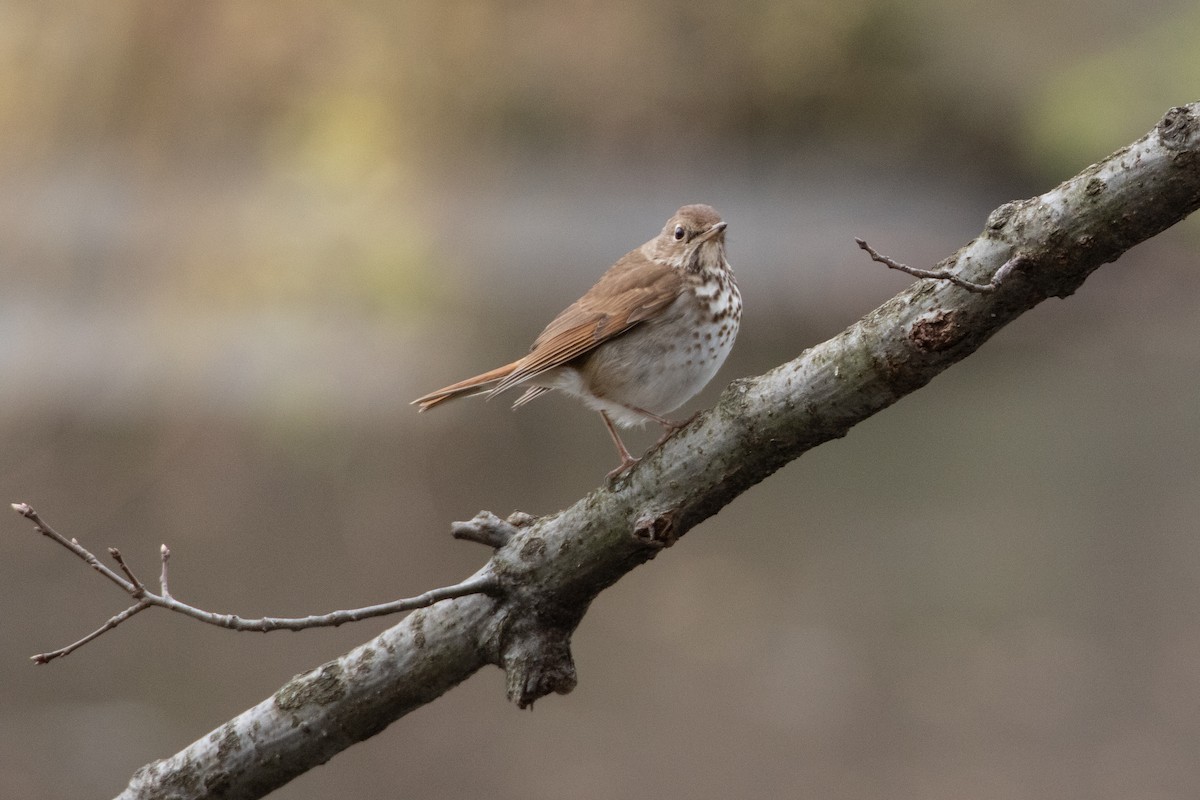 Hermit Thrush - ML434181741