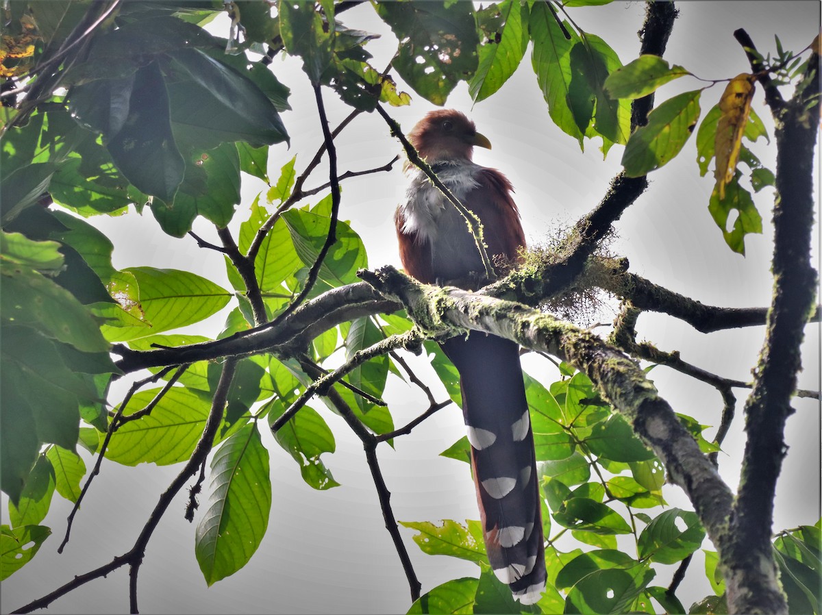 Squirrel Cuckoo (nigricrissa) - ML434183441