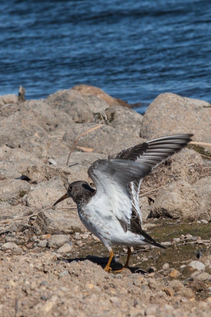 Purple Sandpiper - ML434183661