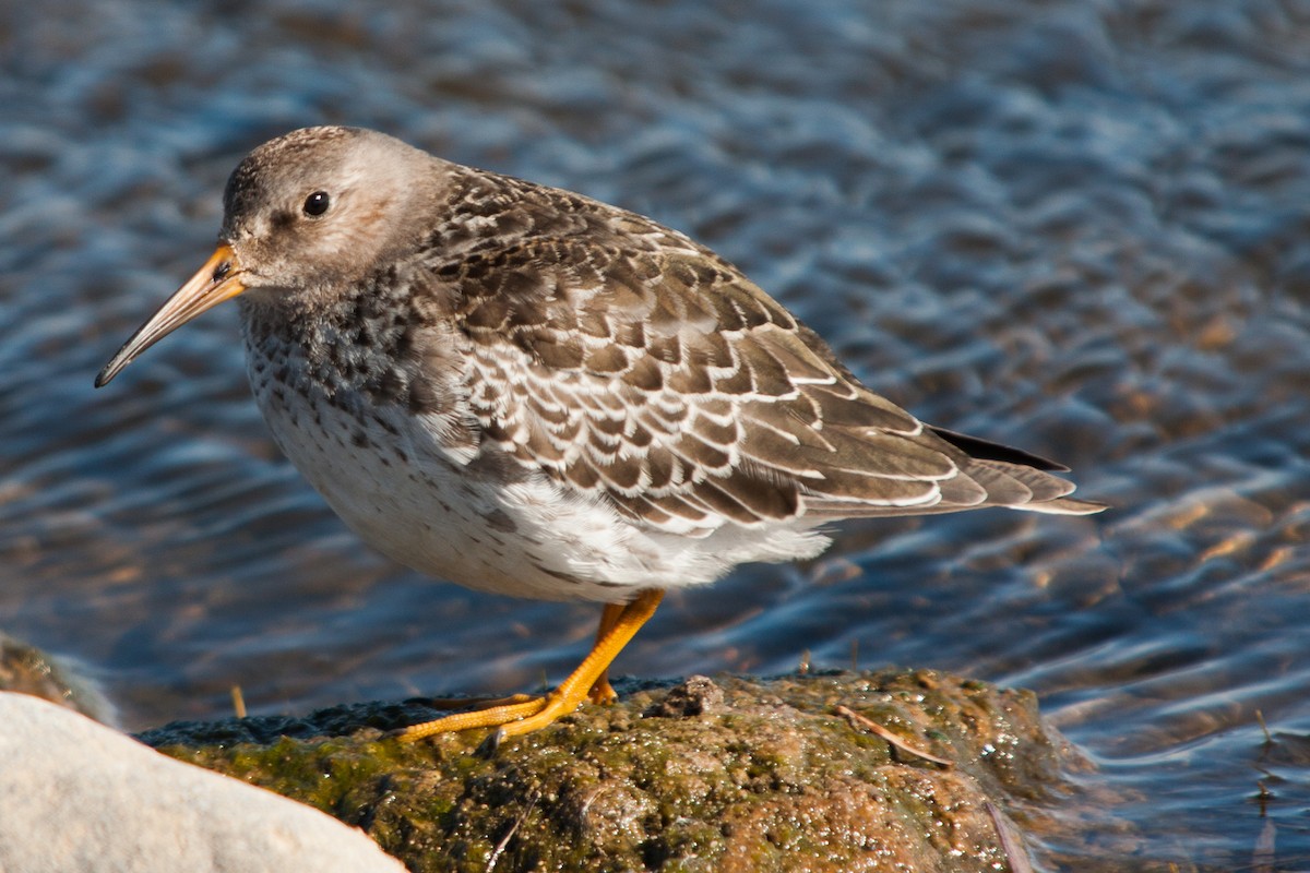 Purple Sandpiper - ML434183701