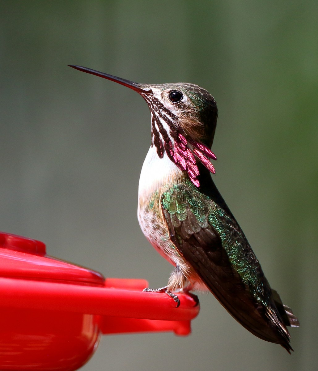 Calliope Hummingbird - Kent Leland