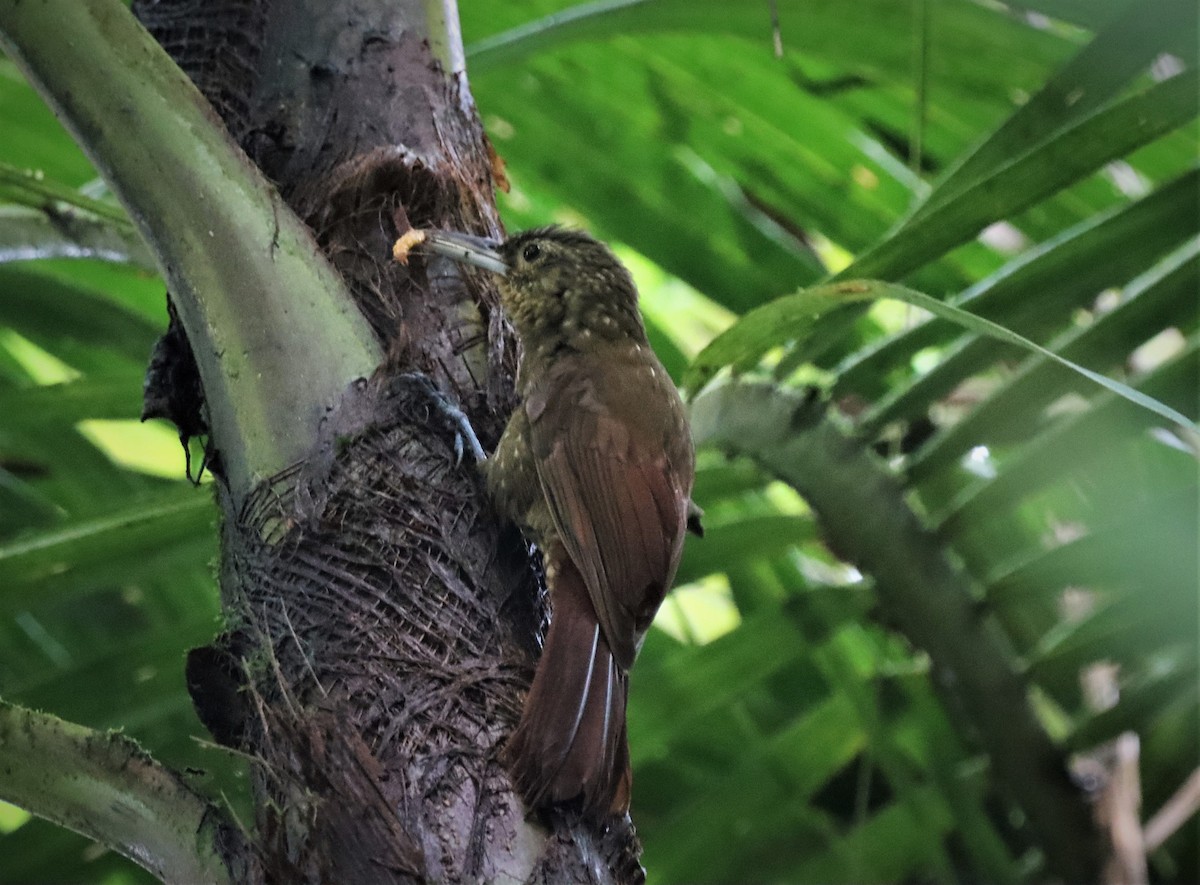 Spotted Woodcreeper - Craig Evans