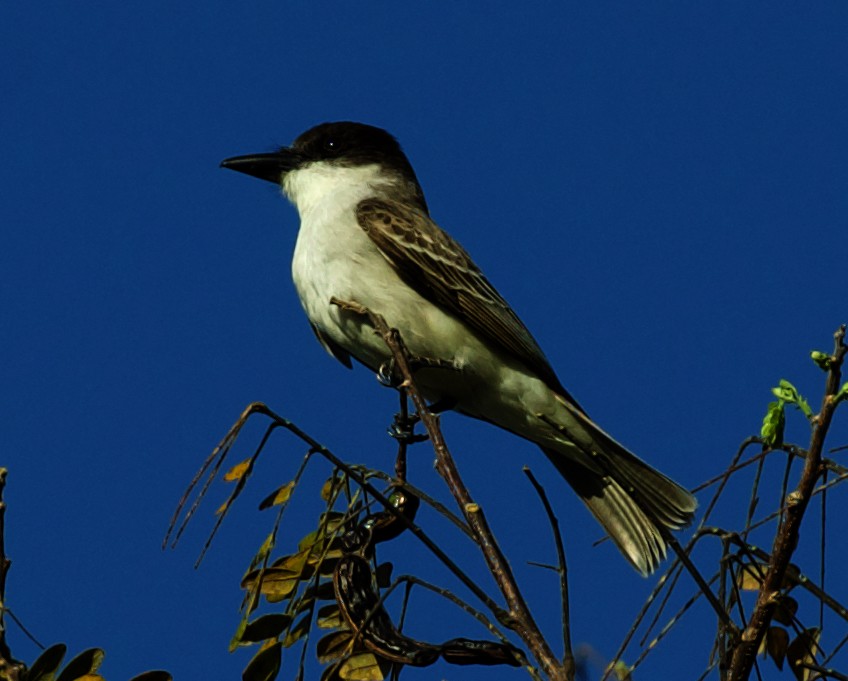 Giant Kingbird - David Ascanio