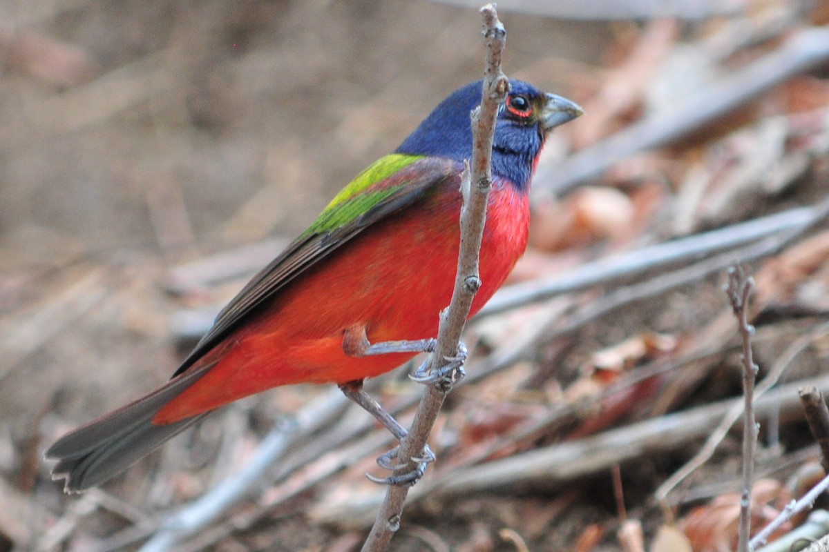 Painted Bunting - ML434186281