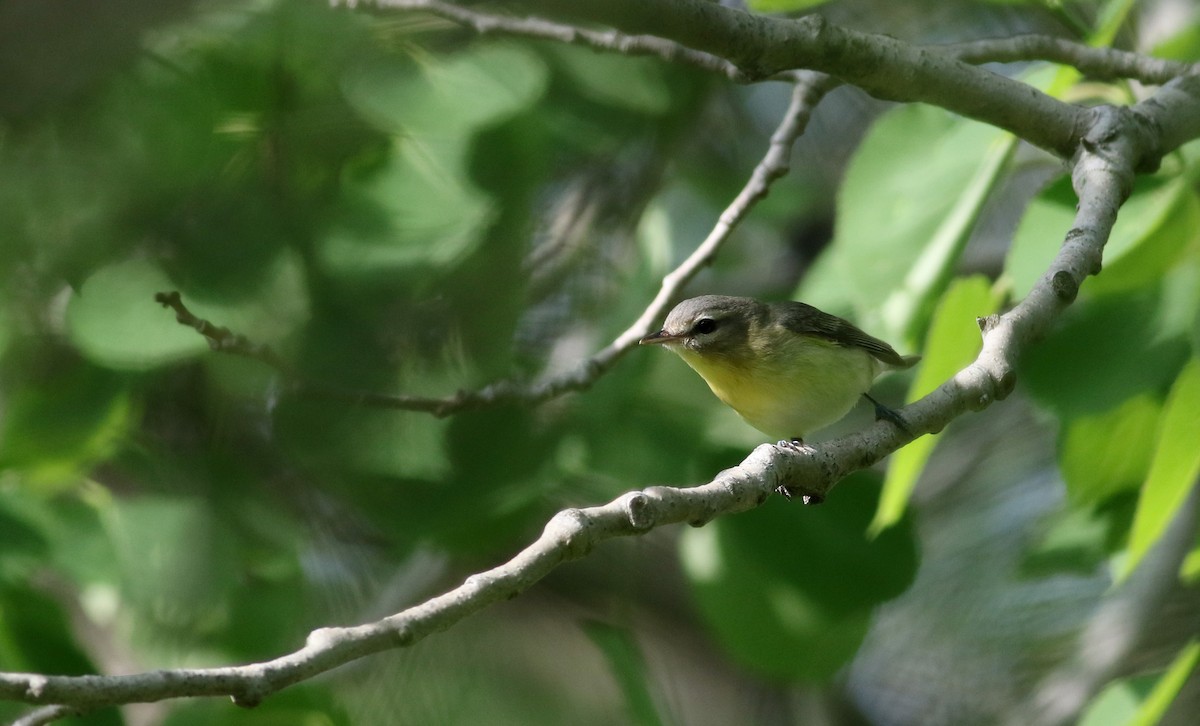 Philadelphia Vireo - ML43418651