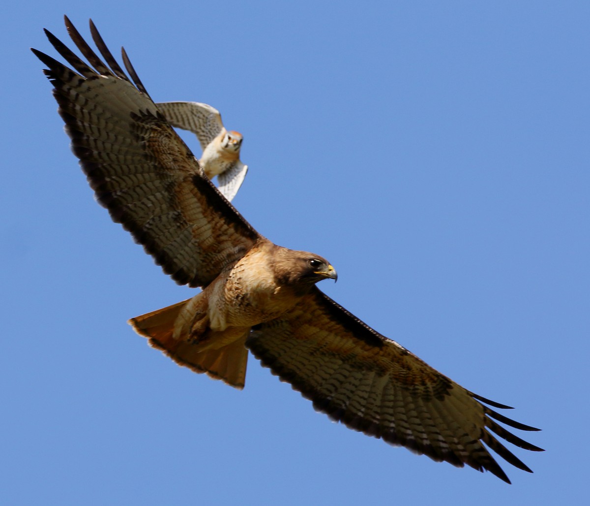 Red-tailed Hawk - ML434186561
