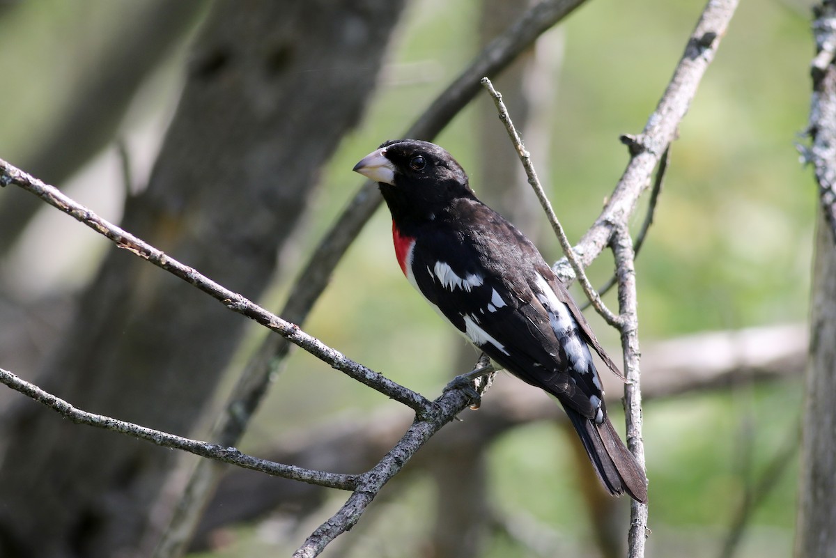 Rose-breasted Grosbeak - ML43418721