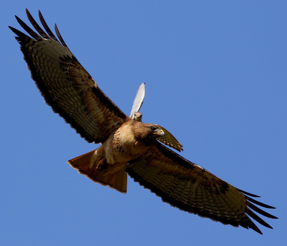 Red-tailed Hawk - ML434187331