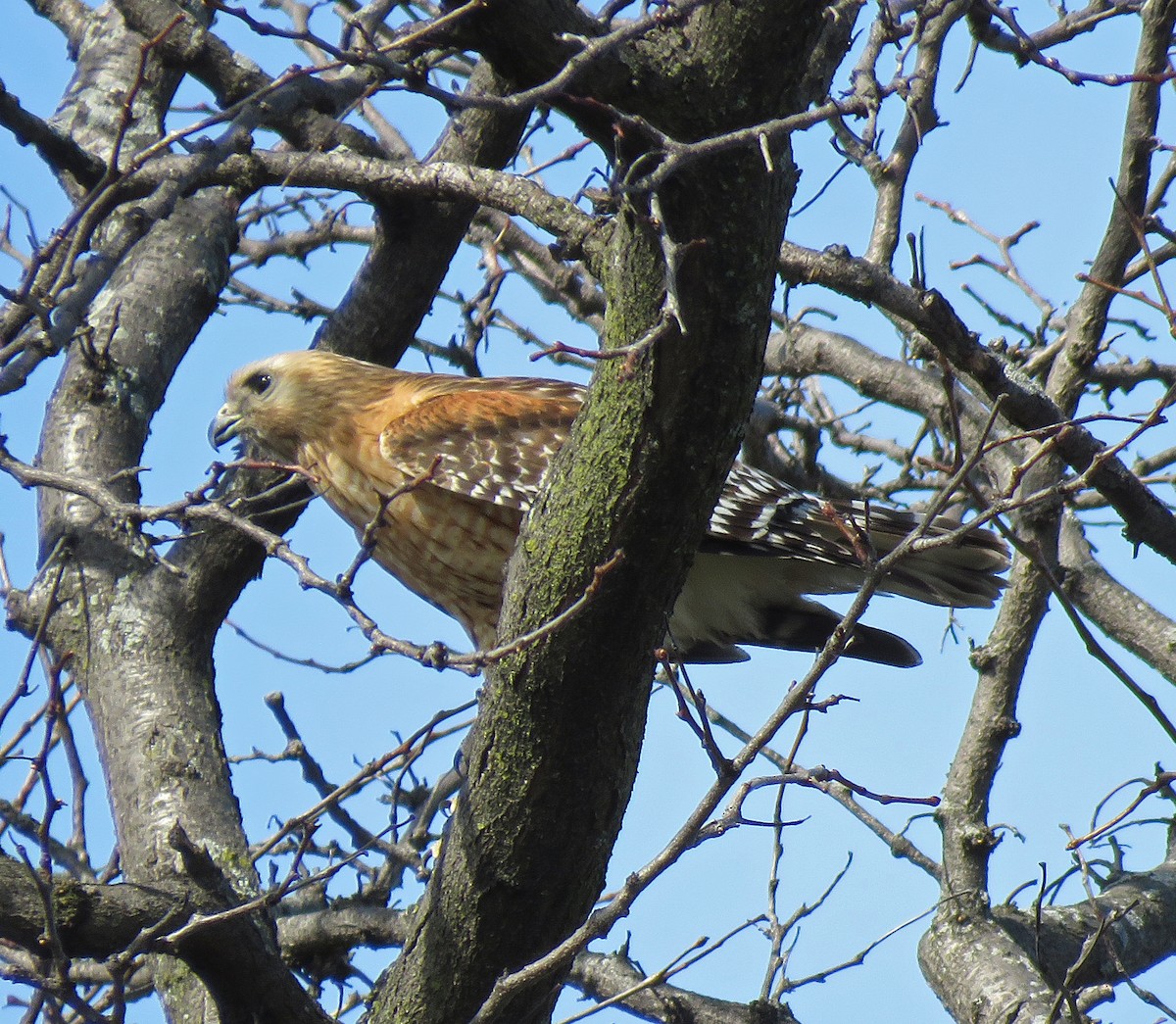 Red-shouldered Hawk - ML434187971