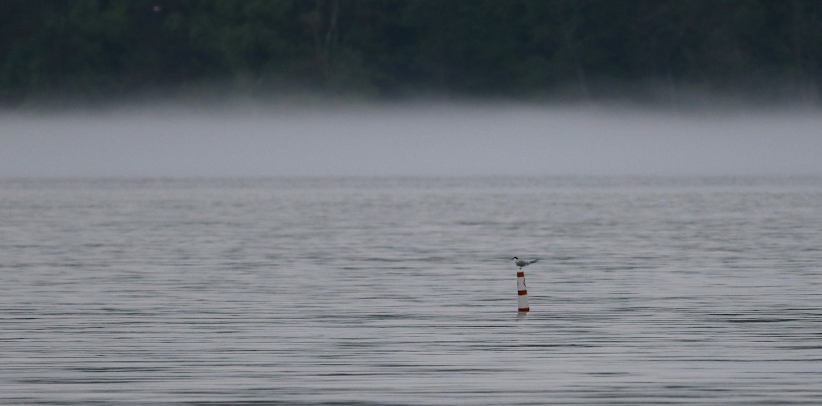 Common Tern - ML43418821