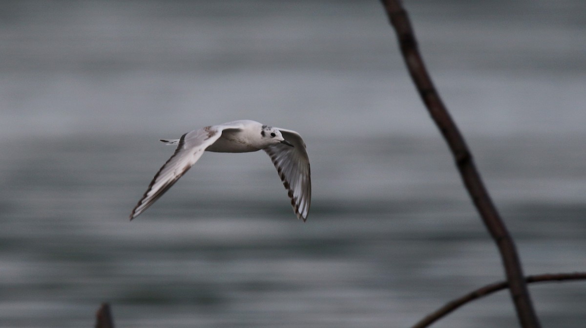 Bonaparte's Gull - Jay McGowan