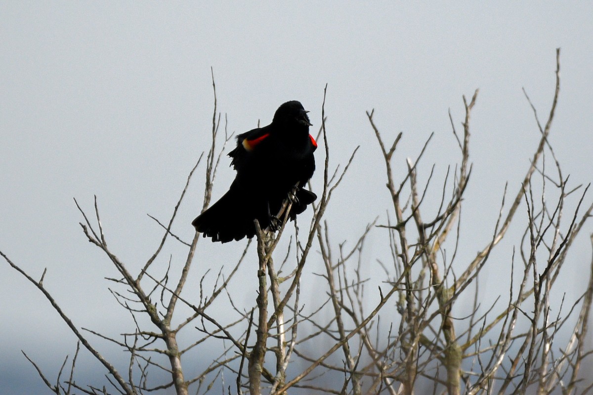Red-winged Blackbird - ML434189101