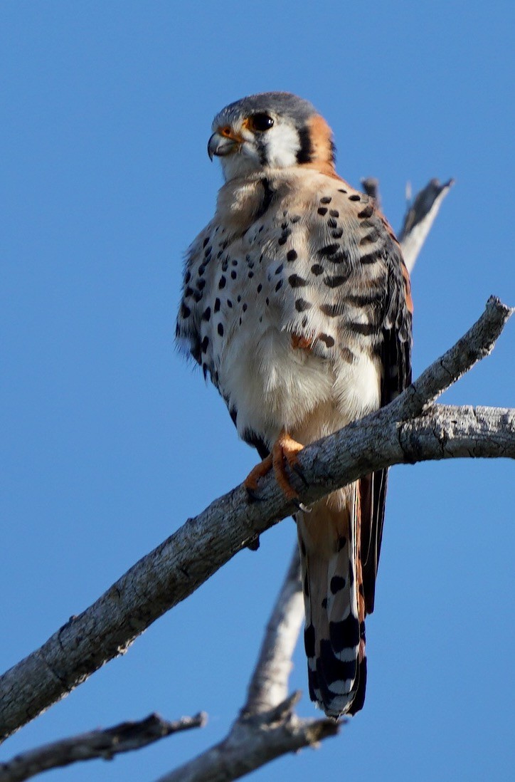 American Kestrel - ML434189111