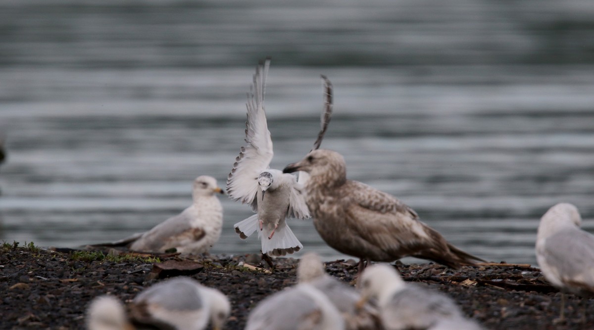 Bonaparte's Gull - ML43418941