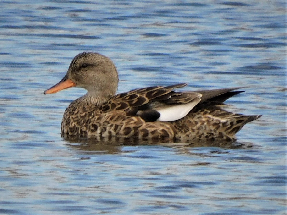 Gadwall - ML434189771