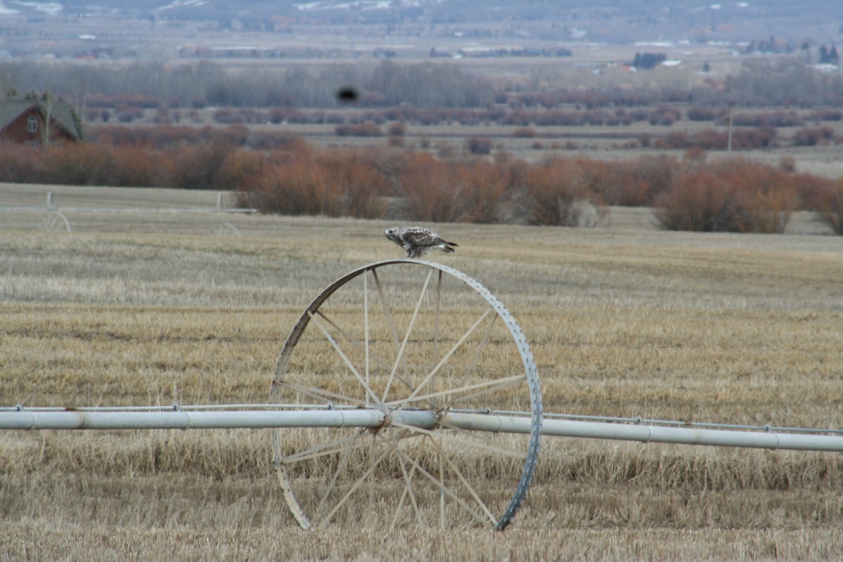 Rough-legged Hawk - ML434190221