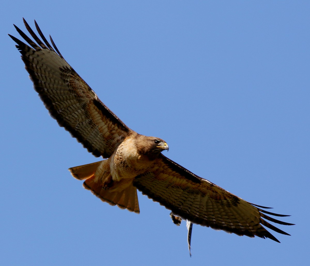 Red-tailed Hawk - ML434192091