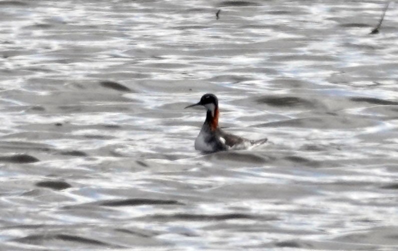 Red-necked Phalarope - Dave Hayden