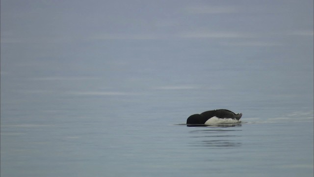 Thick-billed Murre - ML434195