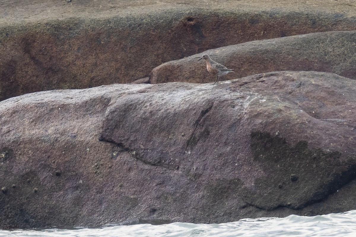 Red Knot - ML434195951