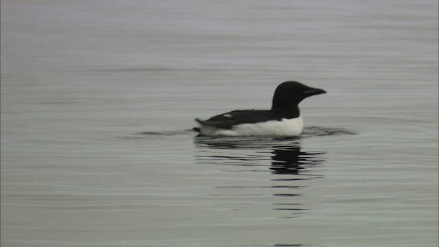 Guillemot de Brünnich - ML434196