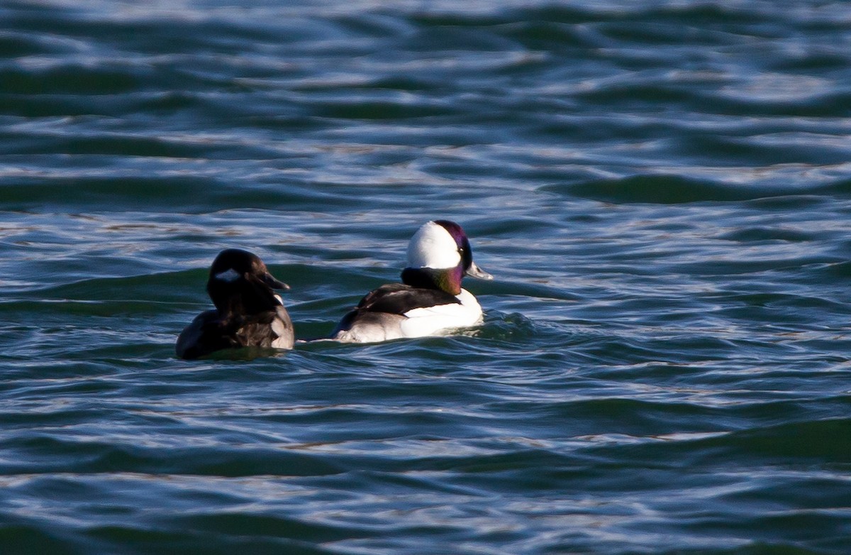 Bufflehead - ML434196201