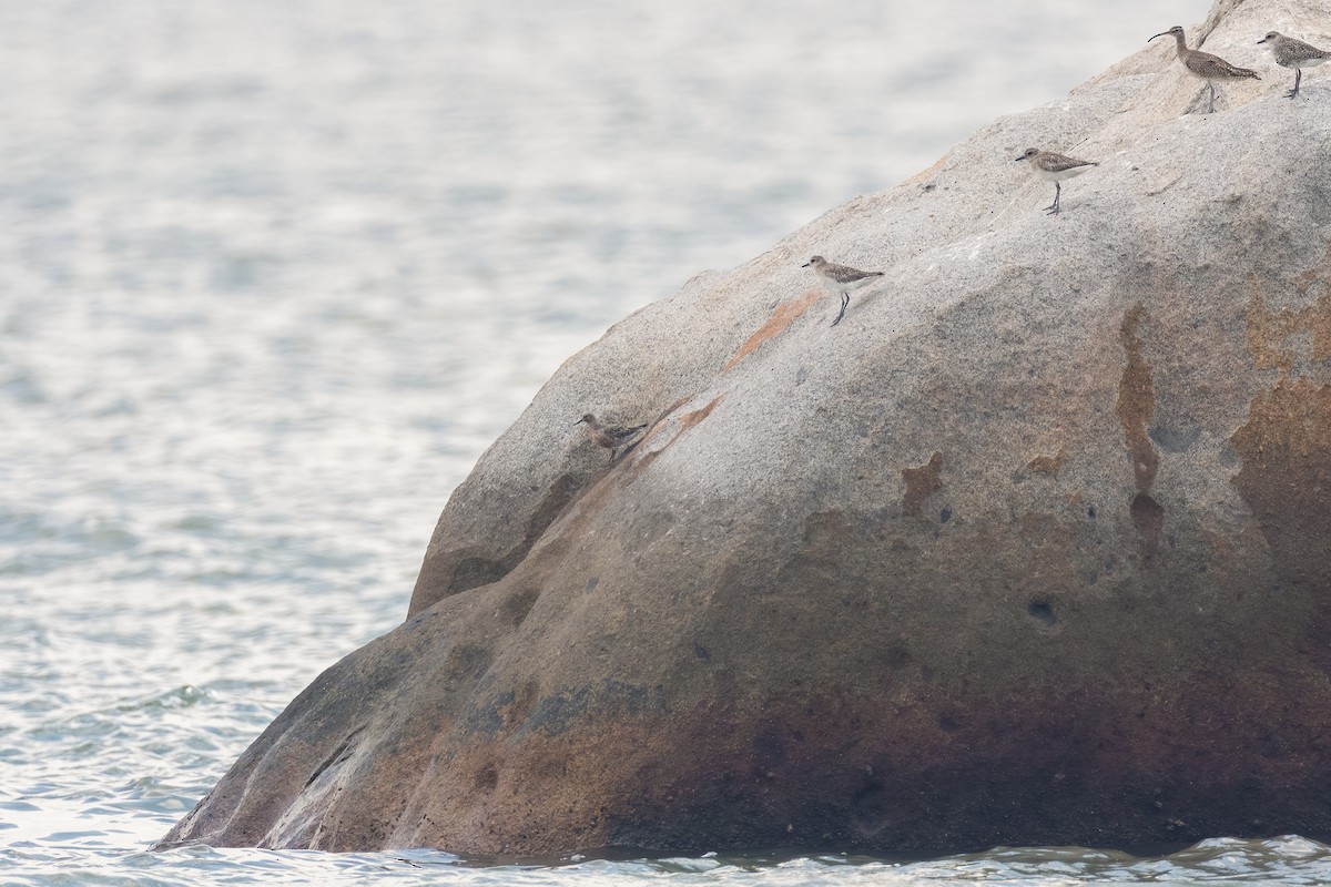 Red Knot - ML434196291