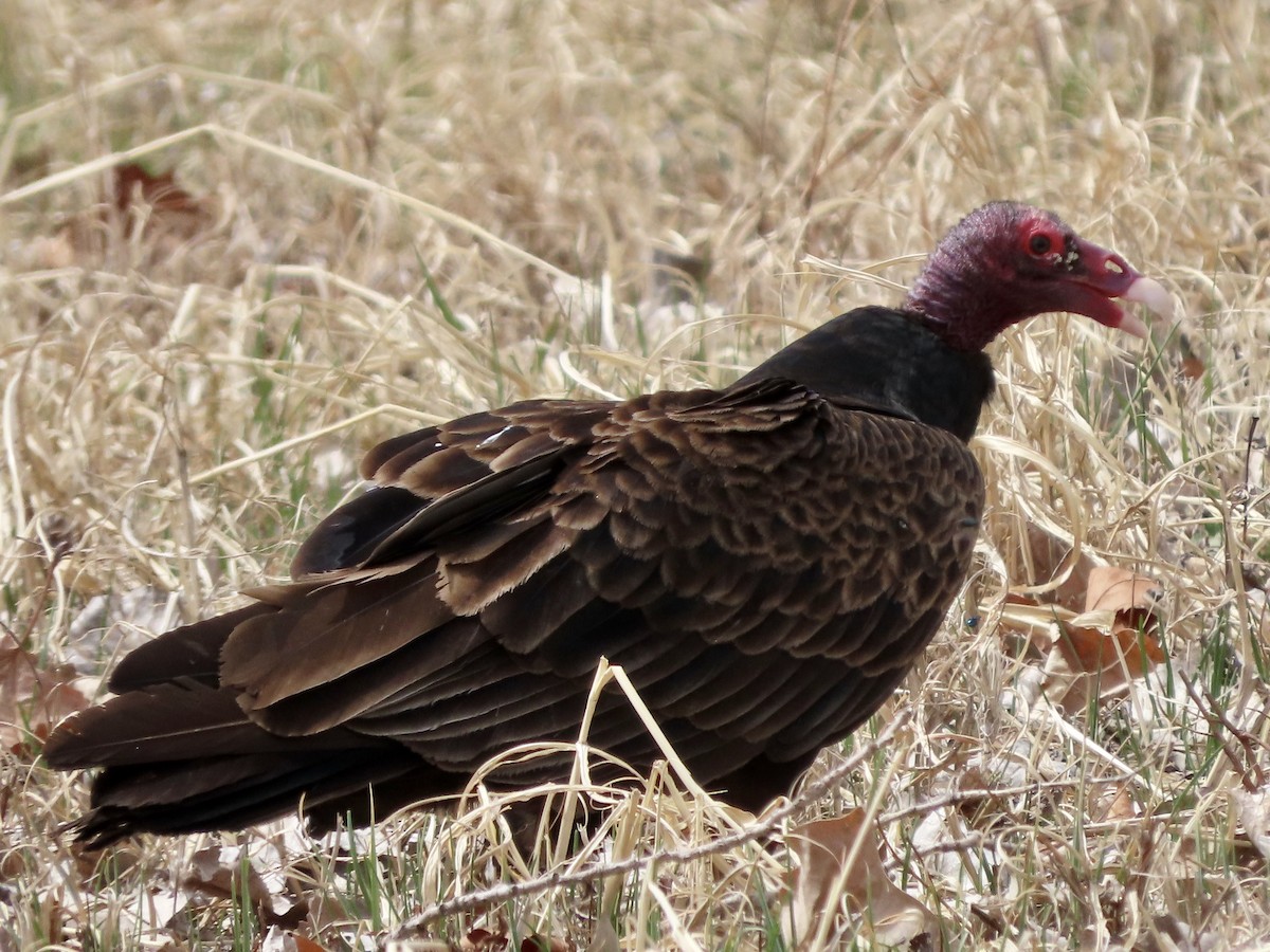Turkey Vulture - ML434197571