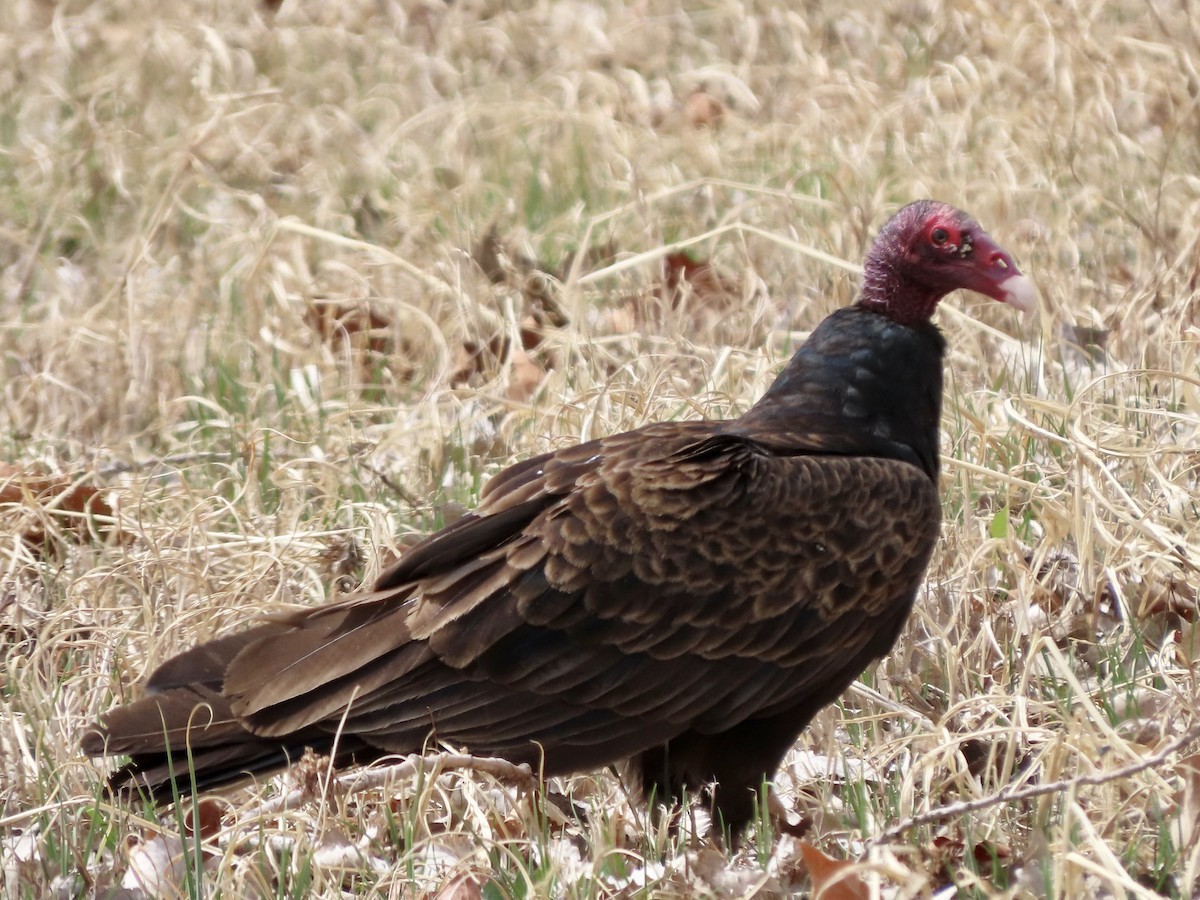 Turkey Vulture - Lisa Owens