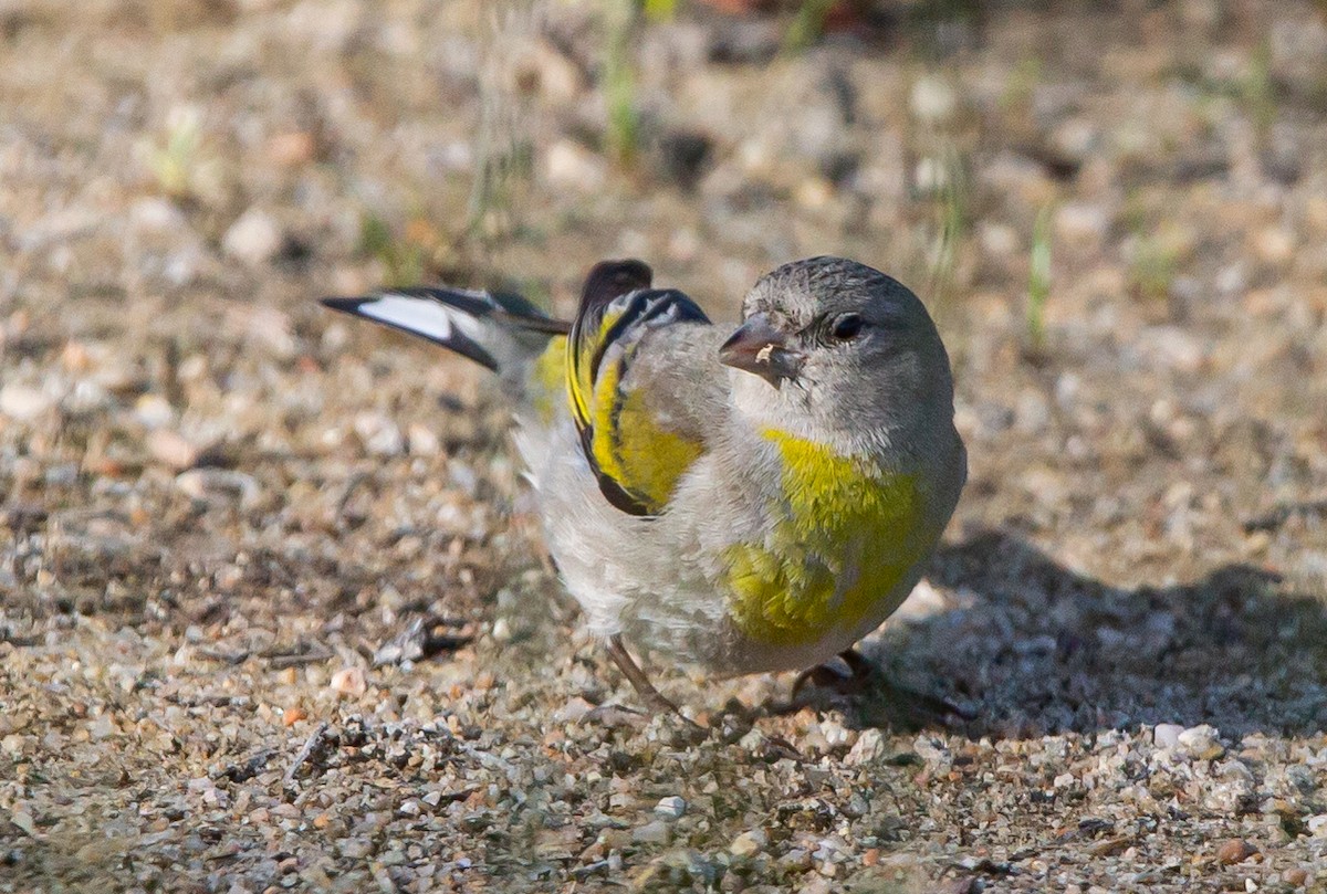 Lawrence's Goldfinch - ML434197691