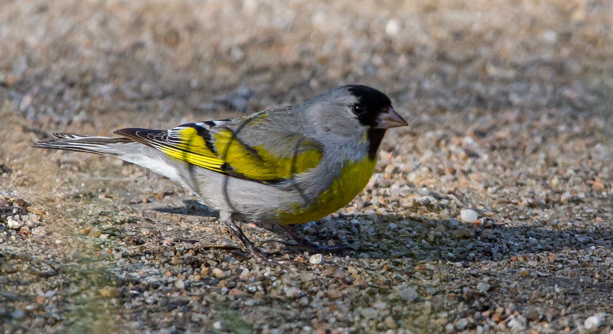 Lawrence's Goldfinch - ML434197711