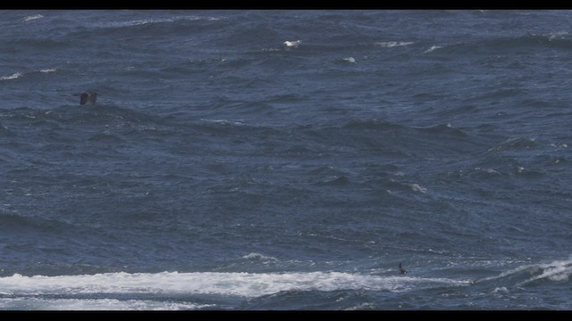 Leach's Storm-Petrel (Leach's) - ML434198081