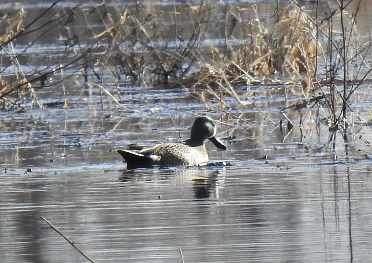 Blue-winged Teal - ML434198571