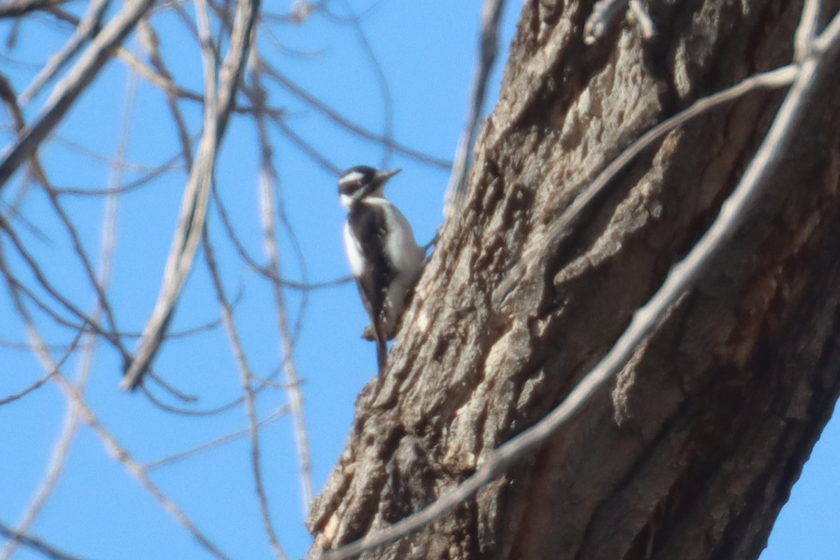 Hairy Woodpecker (Rocky Mts.) - Kathy Mihm Dunning