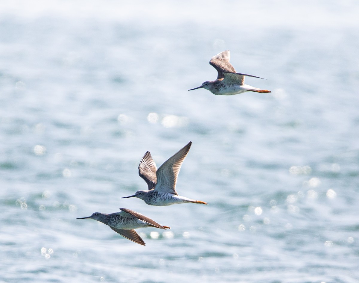 Greater Yellowlegs - ML434199531