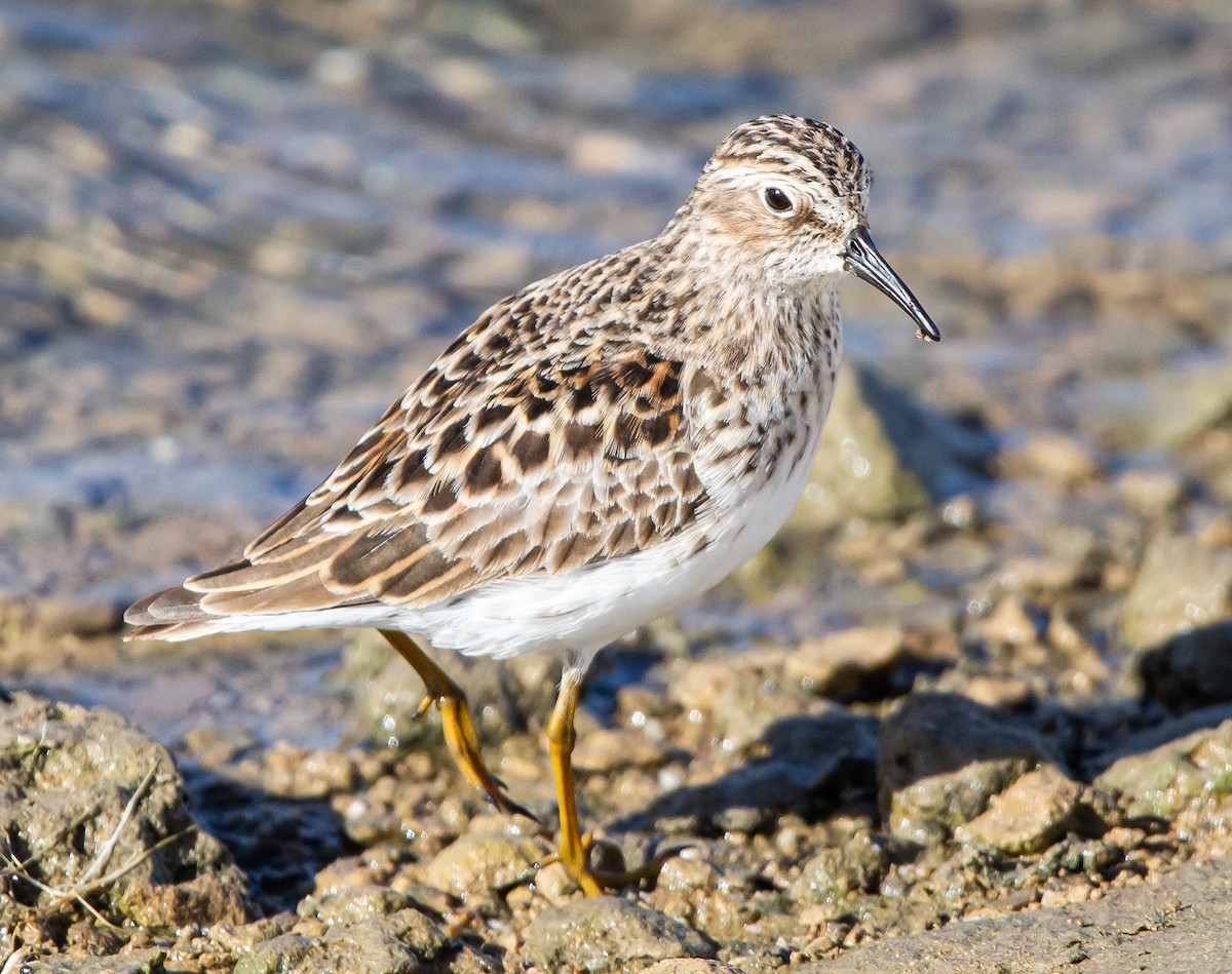 Least Sandpiper - ML434200031