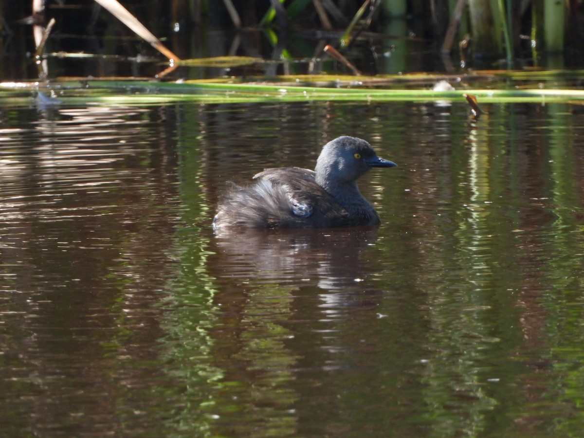 Least Grebe - ML434200521