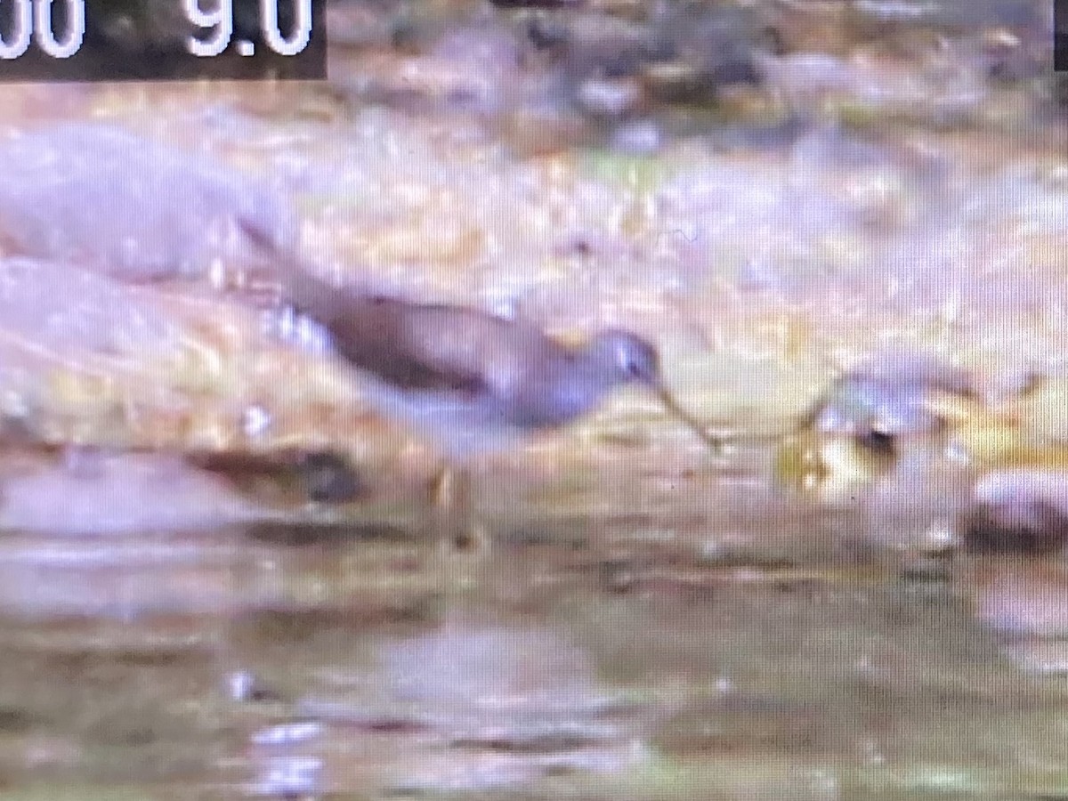 Solitary Sandpiper - ML434200701