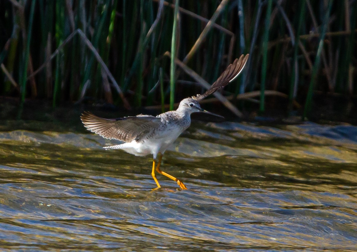 Greater Yellowlegs - ML434201441