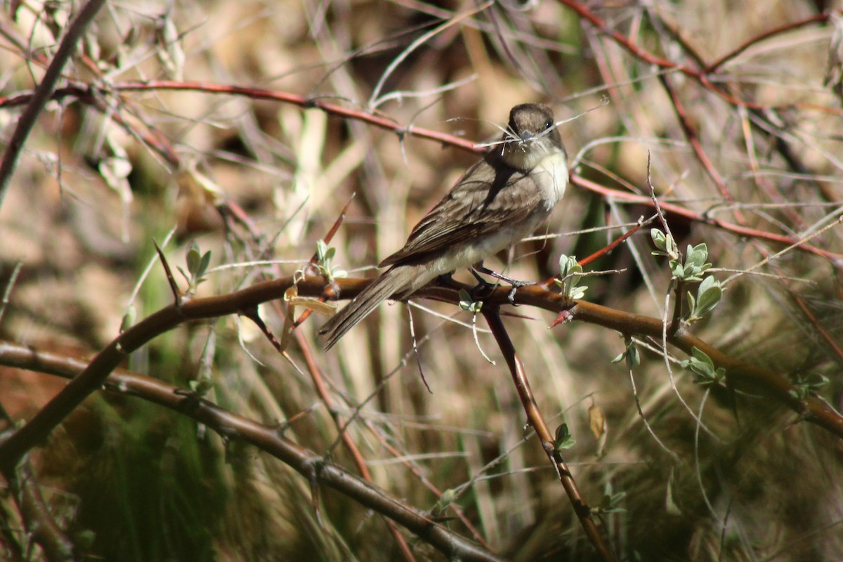 Eastern Phoebe - David Lerwill