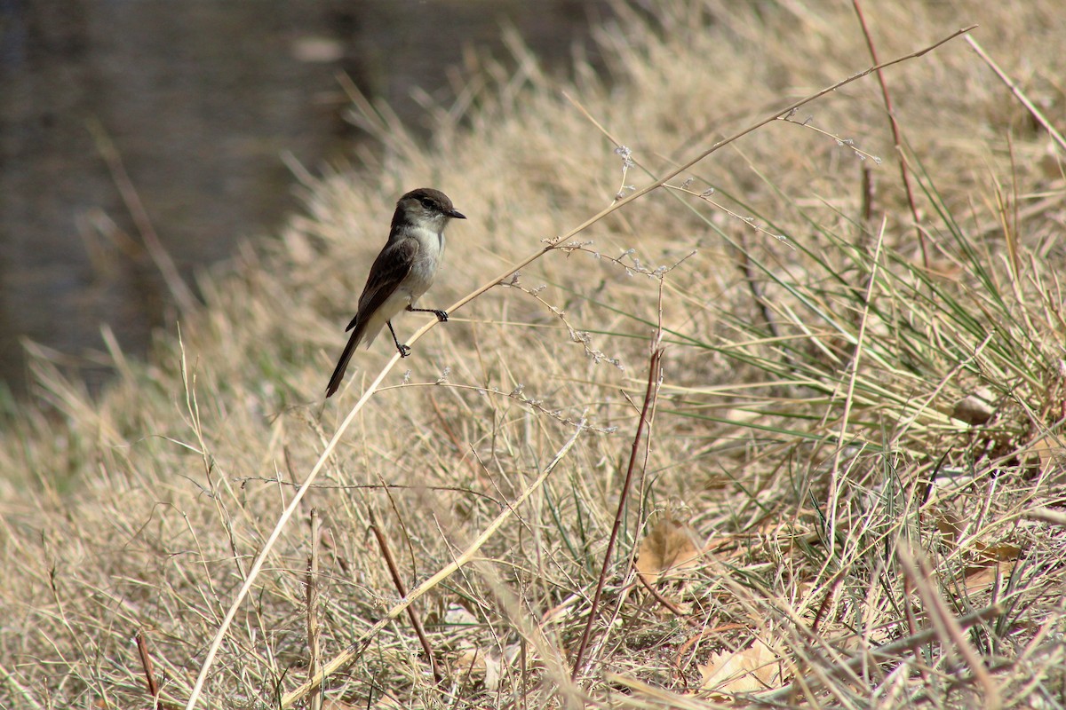 Eastern Phoebe - ML434201561