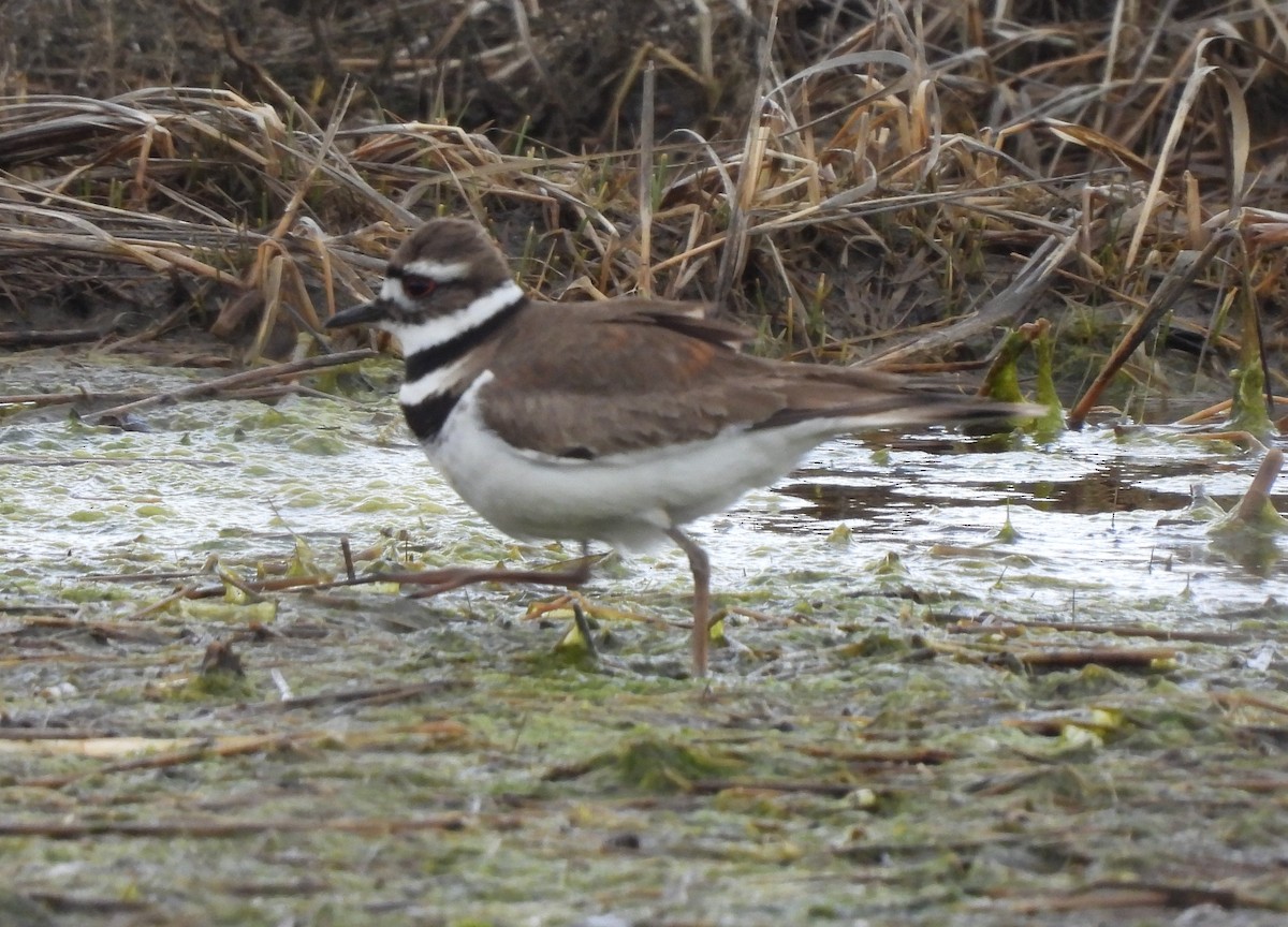 Крикливый зуёк - ML434202311