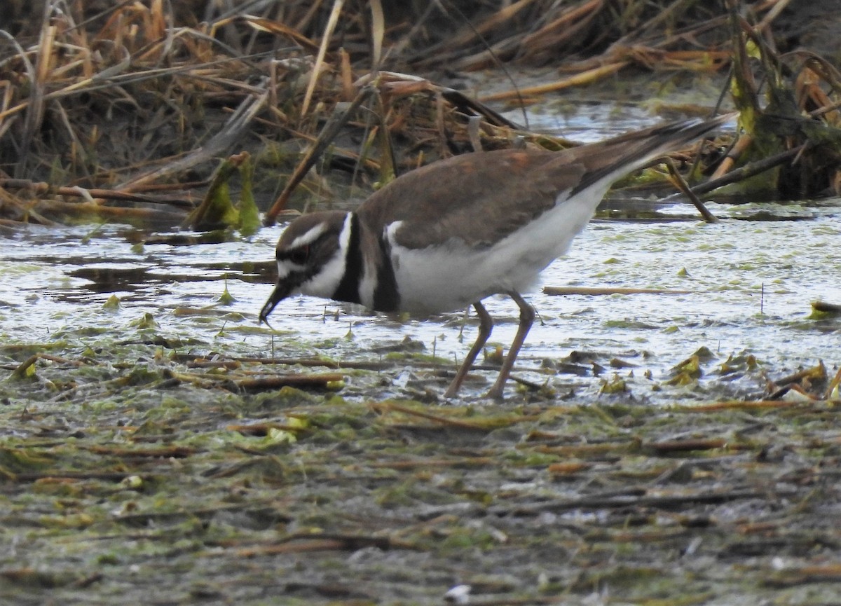 Крикливый зуёк - ML434202321