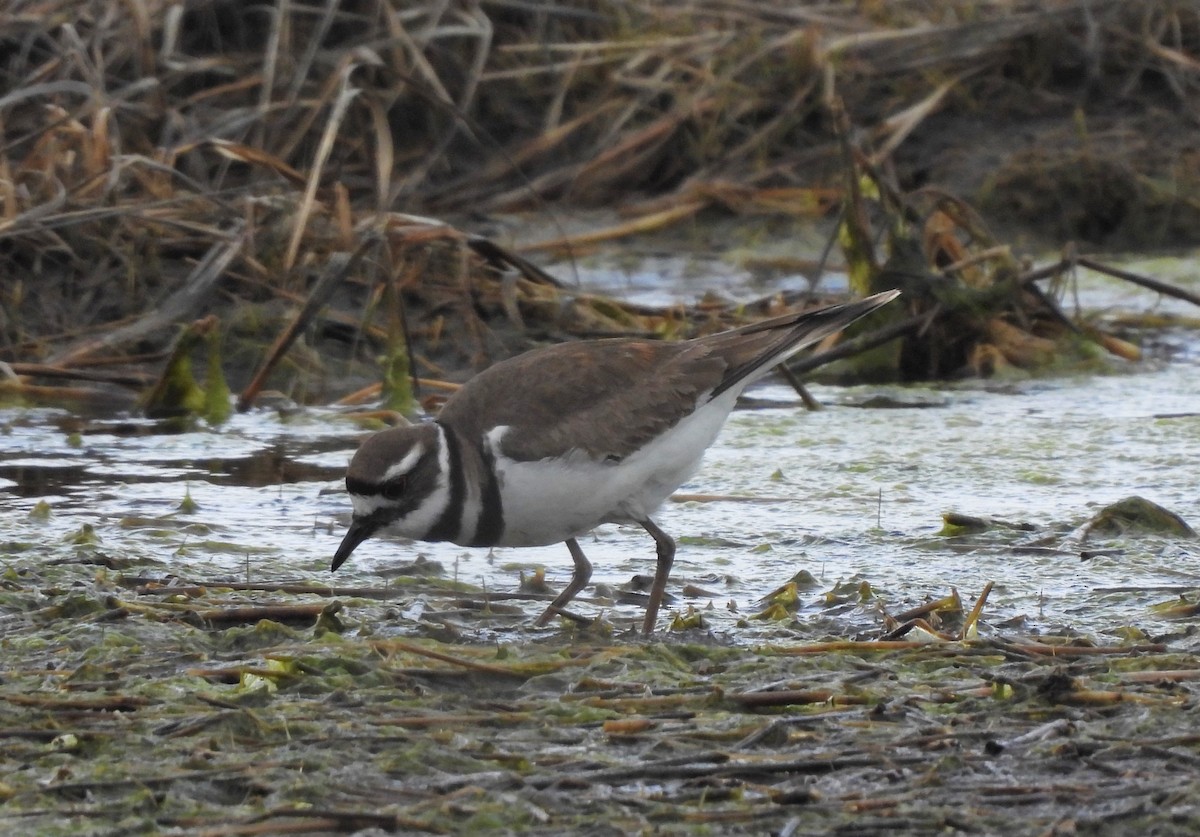 Крикливый зуёк - ML434202341