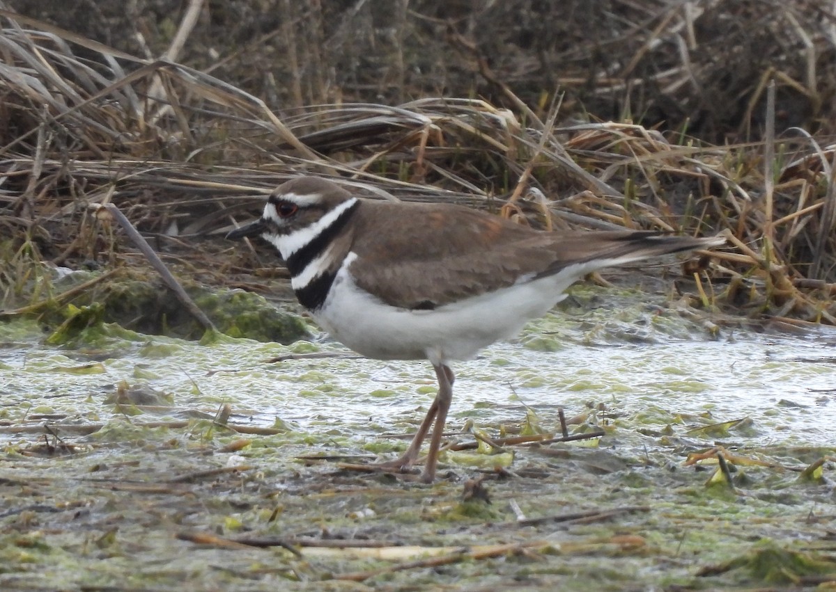 Крикливый зуёк - ML434202351